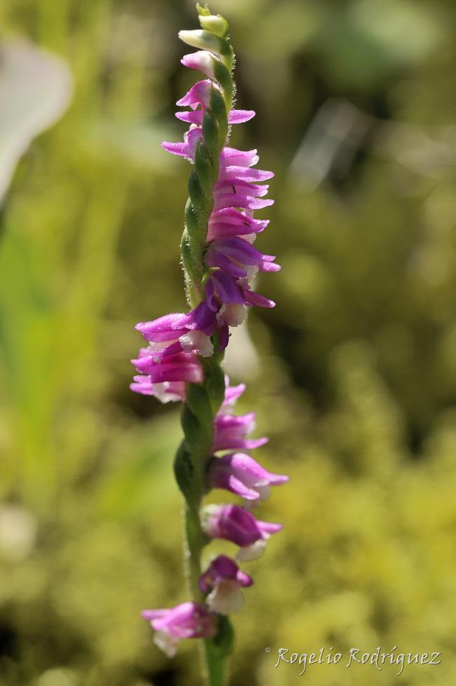 Orquídea que me llamo la atención porque esta variedad de color rosa en España no se conoce